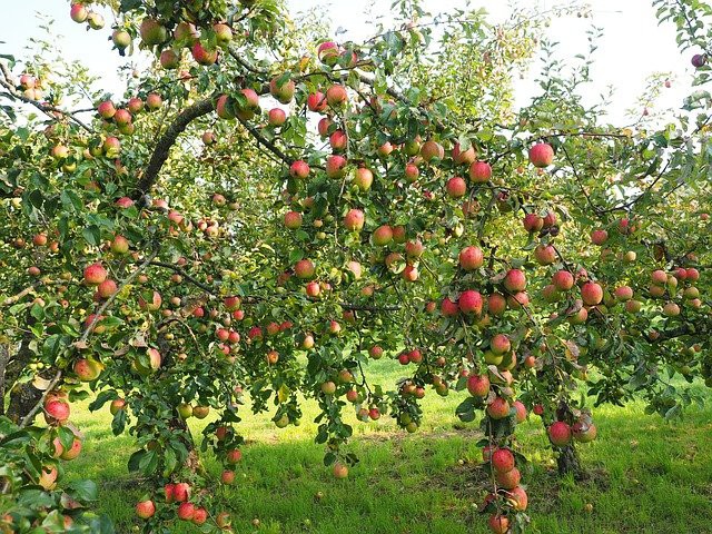 Baum mit Äpfeln und Blättern