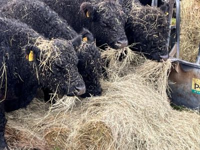 Bio-Bauernhof lädt zum Mitmachen ein!